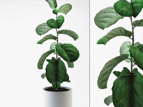  现代植物3d模型 