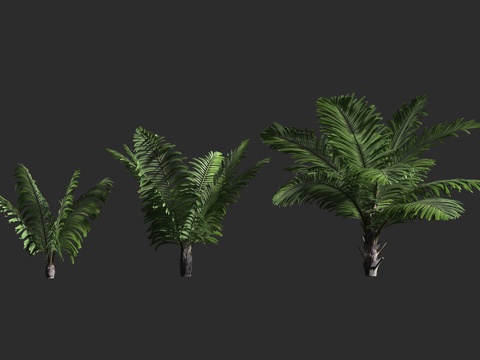 台湾桄榔 山棕 矮桄榔 棕榈科 桄榔属 丛生常绿棕榈3d模型