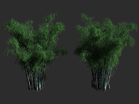  绿竹 禾本科 簕竹属 合轴丛生竹3d模型 