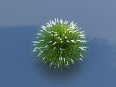  狼尾草 毛毛草 植物3d模型 