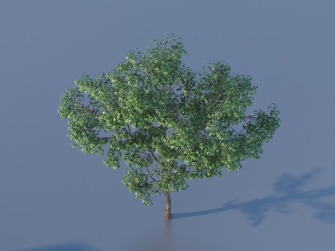 树 常绿乔木 植物类3d模型