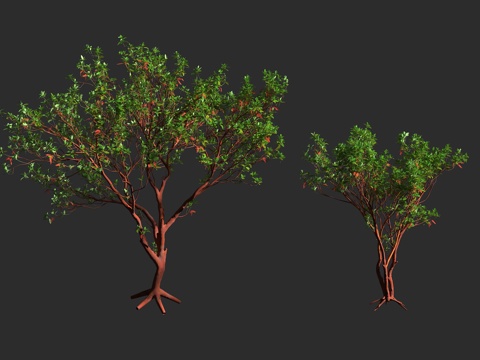  曼氏草莓树 太平洋草莓树 加州杨梅树 杜鹃花科 草莓树属 常3d模型 