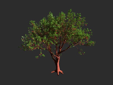  曼氏草莓树 太平洋草莓树 加州杨梅树 杜鹃花科 草莓树属 常3d模型 