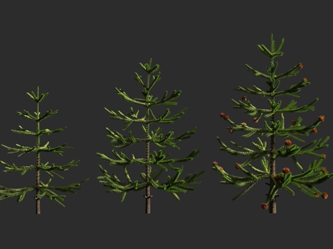  智利南洋杉 猴谜树  智利松 南洋杉科 南洋杉属 常绿针叶树3d模型 