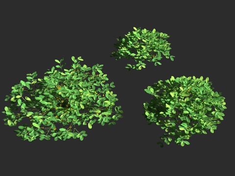  落花生 花生 豆科 落花生属 一年生草本 油料作物 粮食作物3d模型 