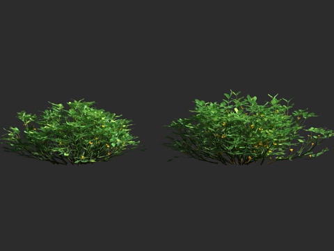  落花生 花生 豆科 落花生属 一年生草本 油料作物 粮食作物3d模型 