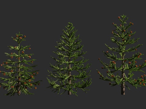 智利南洋杉 猴谜树  智利松 南洋杉科 南洋杉属 常绿针叶树3d模型 