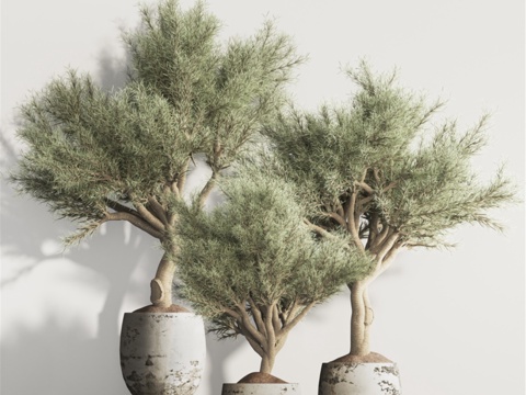  橄榄树与室内植物套装953d模型 