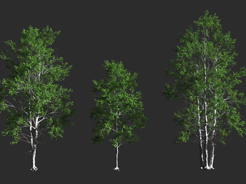  红桤木 太平洋赤杨 桦木科 桤木属  落叶阔叶乔木 北美洲西3d模型 