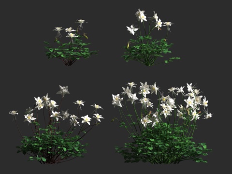  科罗拉多蓝耧斗菜 落基山耧斗菜 毛茛科 耧斗菜属 多年生草本3d模型 