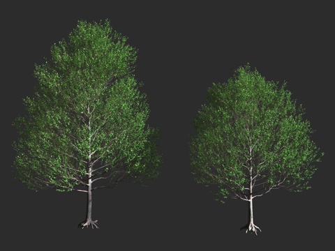  欧洲桤木 粘胶桤木 普通桤木 桦木科 桤木属 落叶乔木 欧洲3d模型 