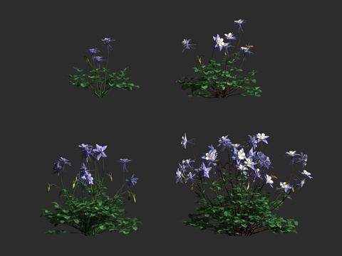  科罗拉多蓝耧斗菜 落基山耧斗菜 毛茛科 耧斗菜属 多年生草本3d模型 