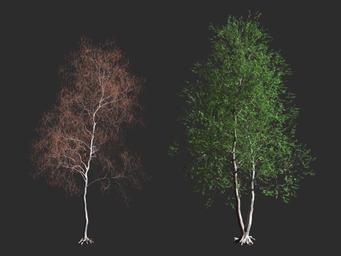  欧洲桤木 粘胶桤木 普通桤木 桦木科 桤木属 落叶乔木 欧洲3d模型 