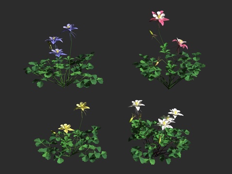  科罗拉多蓝耧斗菜 落基山耧斗菜 毛茛科 耧斗菜属 多年生草本3d模型 