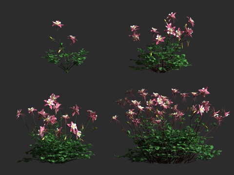  科罗拉多蓝耧斗菜 落基山耧斗菜 毛茛科 耧斗菜属 多年生草本3d模型 