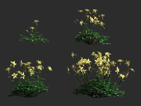  科罗拉多蓝耧斗菜 落基山耧斗菜 毛茛科 耧斗菜属 多年生草本3d模型 