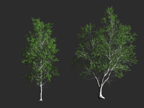  红桤木 太平洋赤杨 桦木科 桤木属  落叶阔叶乔木 北美洲西3d模型 