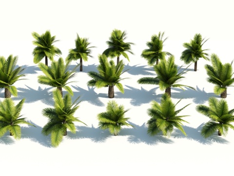  树 棕榈树 椰树 椰子树 铁树 热带植物 热带树 热带树木3d模型 