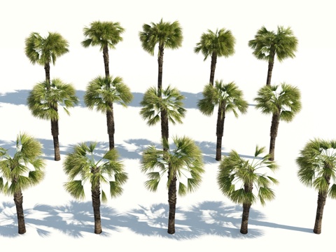  树 棕榈树 椰树 椰子树 铁树 热带植物 热带树3d模型 