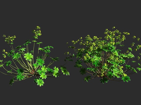  银叶斗篷草 银叶仙女木 蔷薇科 斗篷草属 多年生草本 低矮观3d模型 