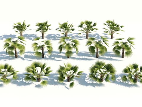  树 棕榈树 椰树 椰子树 铁树 热带植物 热带树 热带树木3d模型 