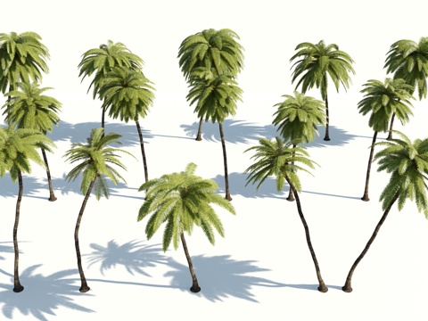  树 棕榈树 椰树 椰子树 铁树 热带植物 热带树 热带树木3d模型 