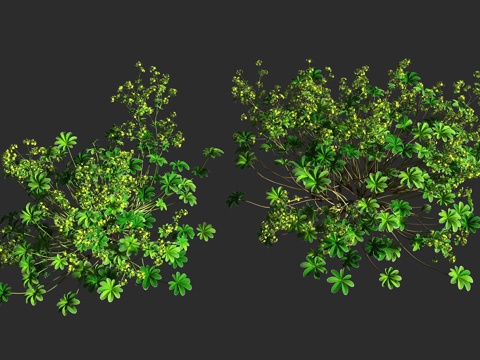  银叶斗篷草 银叶仙女木 蔷薇科 斗篷草属 多年生草本 低矮观3d模型 