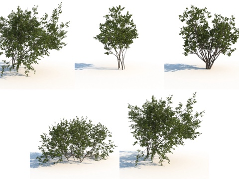  丁香花树 丁香树 树 景观树 灌木3d模型 