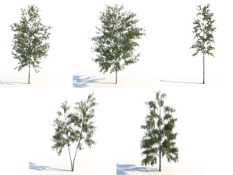  现代白桦树 树 景观树3d模型 