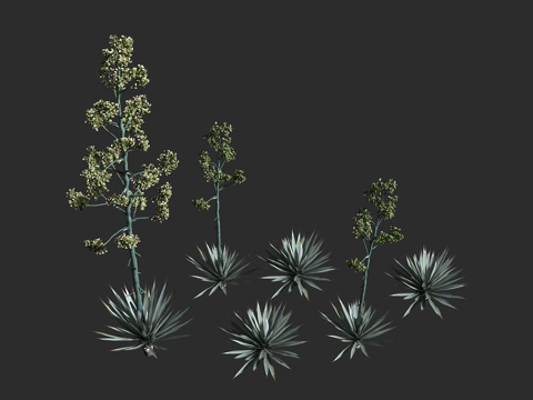  韦伯氏龙舌兰 蓝色龙舌兰  特基拉龙舌兰 芦笋科 龙舌兰属3d模型 