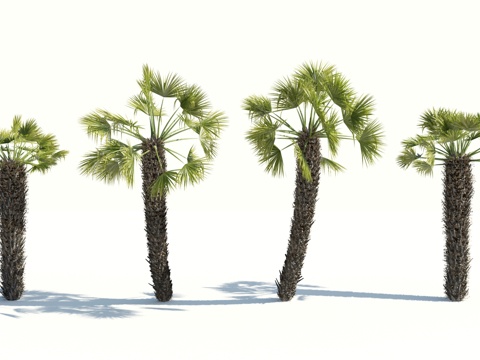  树 棕榈树 椰树 椰子树 铁树 热带植物 热带树 热带树木3d模型 