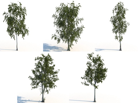  现代杨树 山杨 景观树 树3d模型 