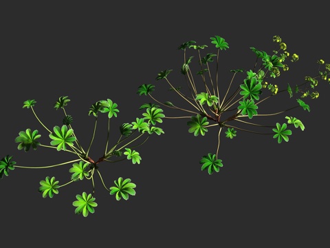  银叶斗篷草 银叶仙女木 蔷薇科 斗篷草属 多年生草本 低矮观3d模型 