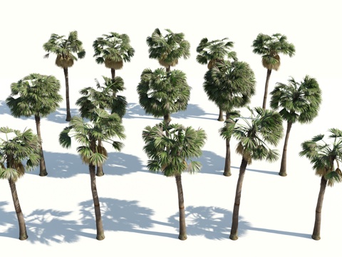  树 棕榈树 椰树 椰子树 铁树 热带植物 热带树 热带树木3d模型 