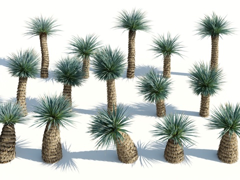  树 棕榈树 椰树 椰子树 铁树 热带植物 热带树 热带树木3d模型 