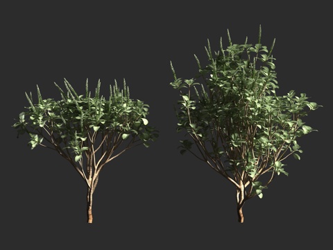  银叶牛膝 华丽牛膝 夏威夷银牛膝 苋科 牛膝属 夏威夷 夏威3d模型 