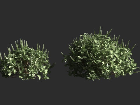  银叶牛膝 华丽牛膝 夏威夷银牛膝 苋科 牛膝属 夏威夷 夏威3d模型 