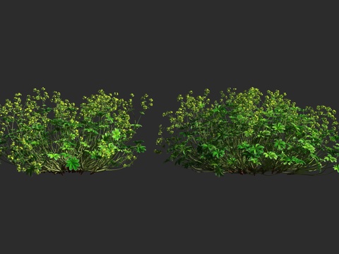  银叶斗篷草 银叶仙女木 蔷薇科 斗篷草属 多年生草本 低矮观3d模型 