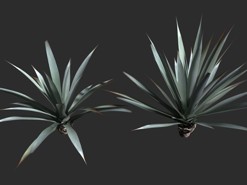  韦伯氏龙舌兰 蓝色龙舌兰  特基拉龙舌兰 芦笋科 龙舌兰属3d模型 