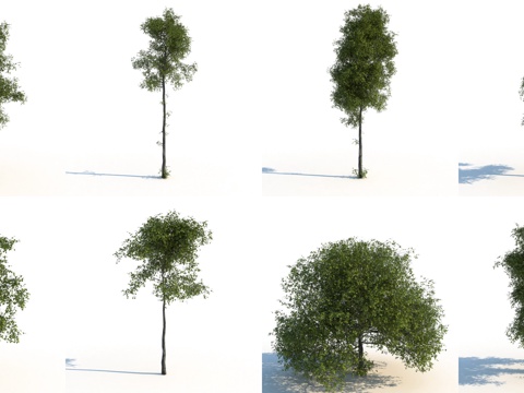  树 广义树 景观树3d模型 