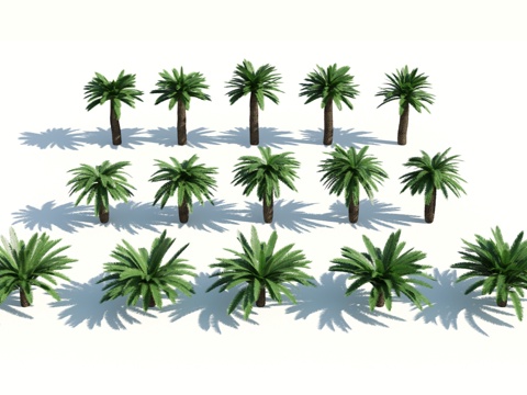  树 棕榈树 椰树 椰子树 铁树 热带植物 热带树 热带树木3d模型 
