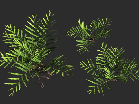  卤蕨 金皮革蕨 红树林蕨 沼泽蕨 凤尾蕨科 卤蕨属 滨海蕨类3d模型 