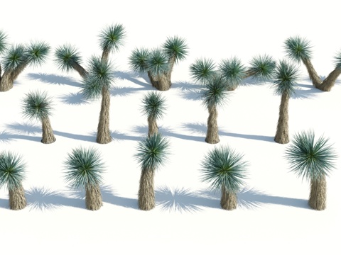  树 棕榈树 椰树 椰子树 铁树 热带植物 热带树 热带树木3d模型 