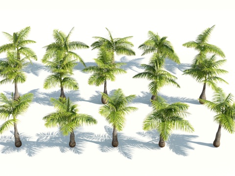  树 棕榈树 椰树 椰子树 铁树 热带植物 热带树 热带树木3d模型 