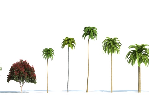  现代树 植物 花树 热带树 棕榈树 椰子树3d模型 