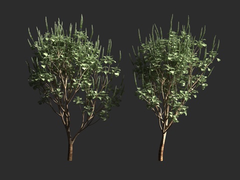  银叶牛膝 华丽牛膝 夏威夷银牛膝 苋科 牛膝属 夏威夷 夏威3d模型 