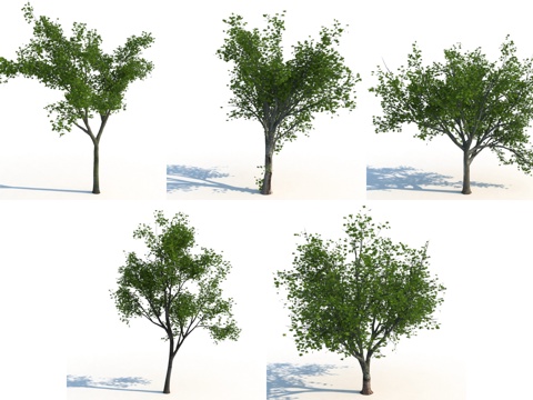  枫树 树 景观树3d模型 