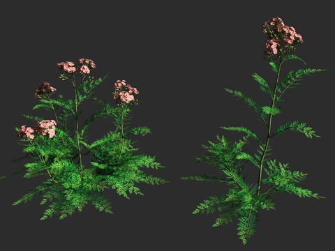  蓍草 千叶蓍 矮生园艺 菊科 蓍属 多年生草本3d模型 