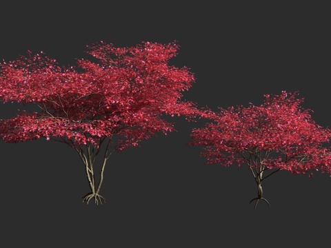  红枫 血红鸡爪槭 日本枫 槭树科 无患子科 槭属 经典紫叶3d模型 