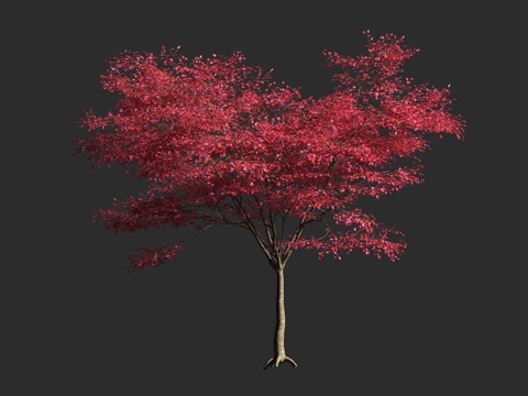  红枫 血红鸡爪槭 日本枫 槭树科 无患子科 槭属 经典紫叶3d模型 
